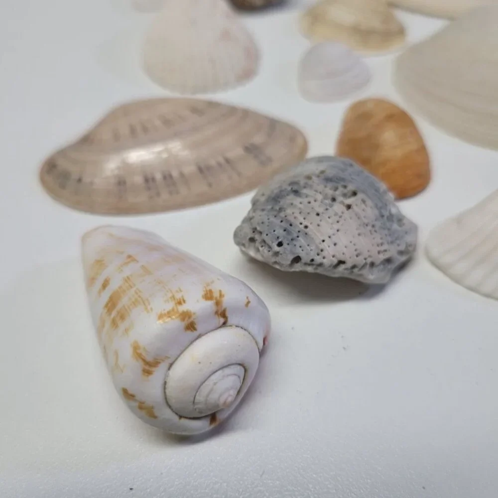 Nautical Seashell Lot Decor Starfish Mixed Sizes‎ Colors Half Clam 25 Pieces